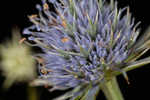 Blueflower eryngo